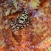 shrimp_coleman_bhr_tam_h_0543_bal6499.jpg
